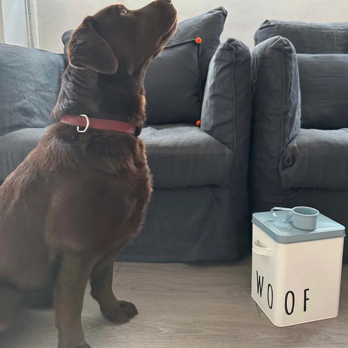 Boîte à croquettes pour chien en métal avec pelle
