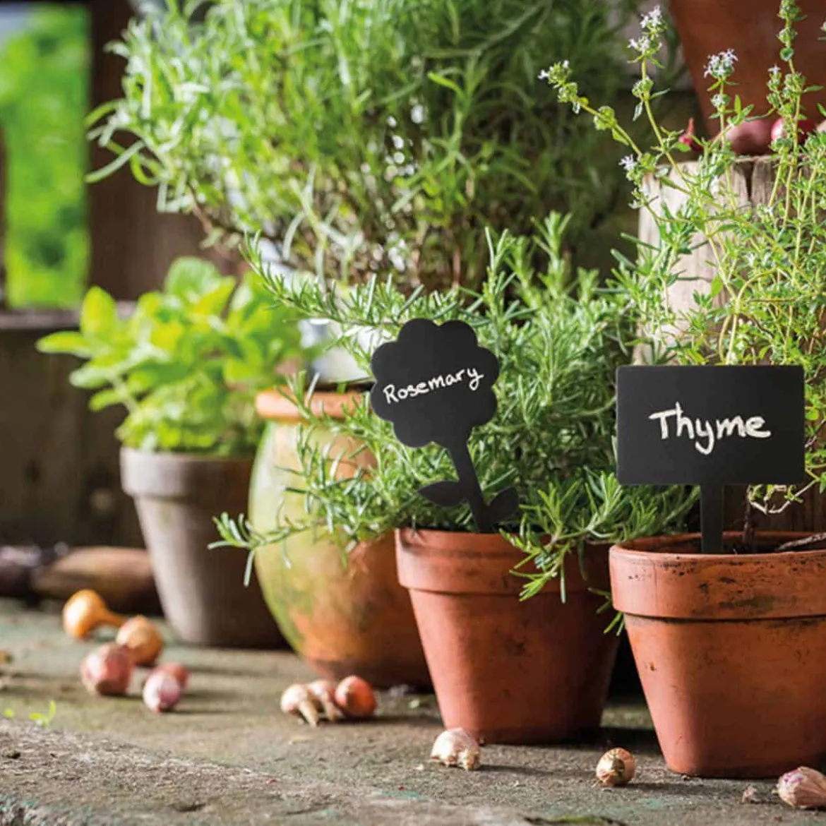 5 étiquettes ardoise pour plantes